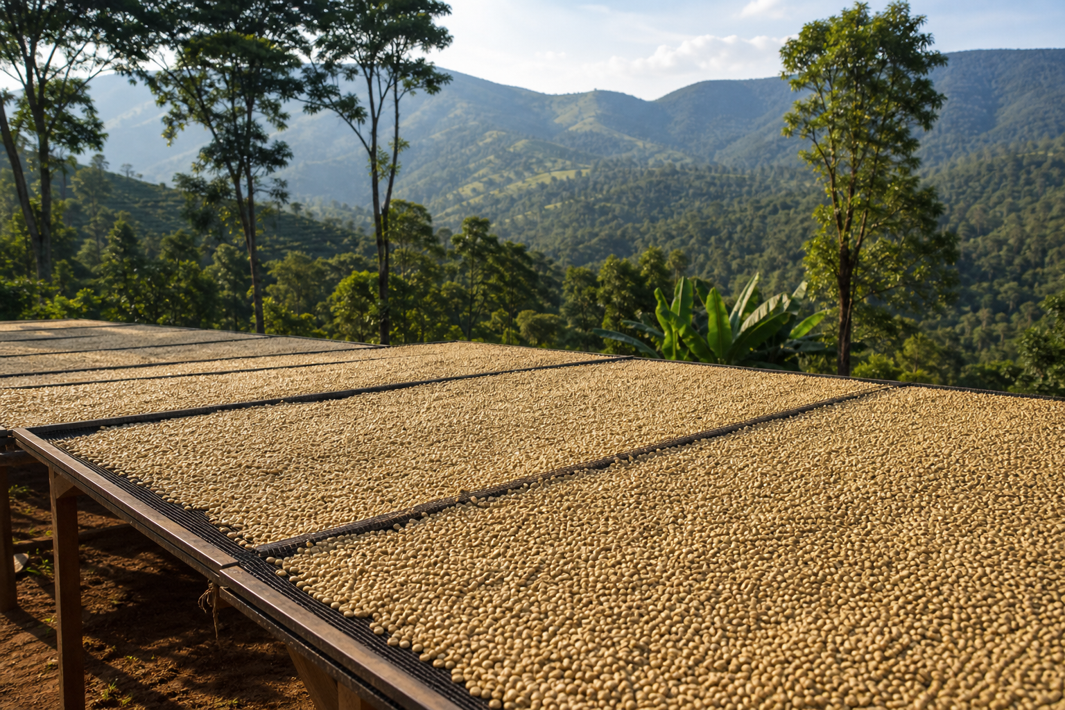 Coffee drying beds