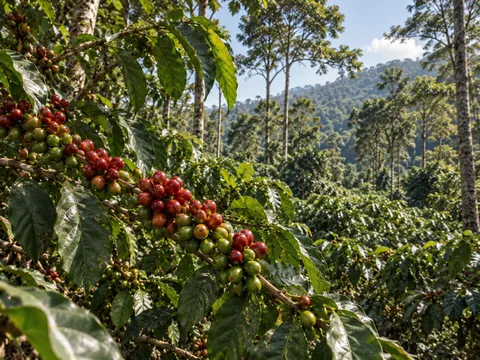 Coffee growing under shade
